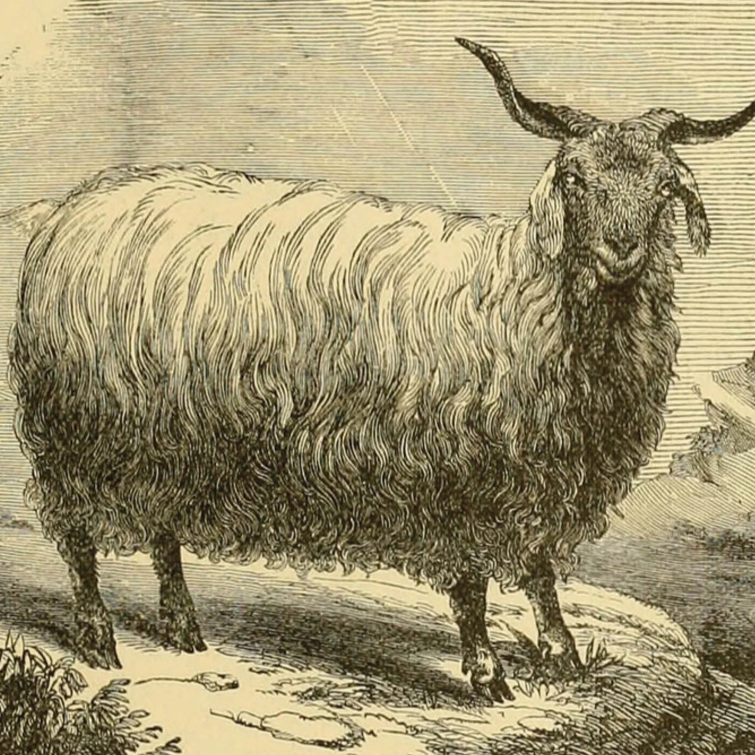 Pringle of Scotland Archive drawing of cashmere goat